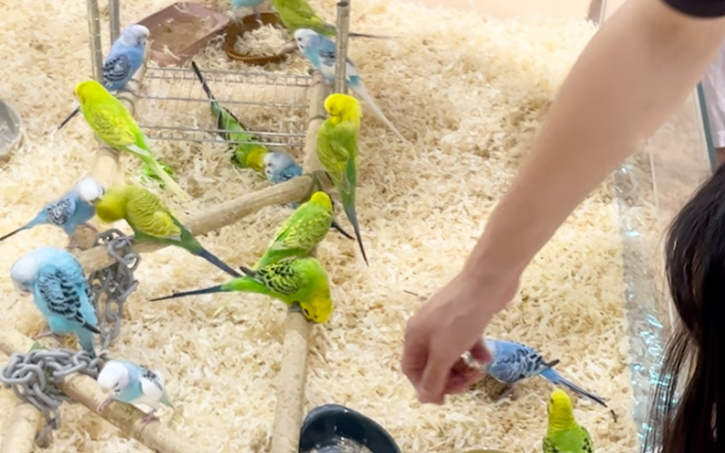 いろいろな種類のインコたちがいました